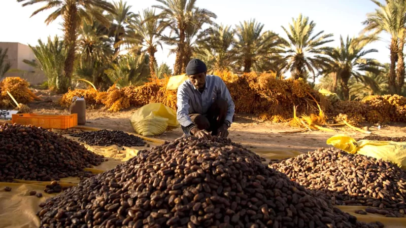 وزارة الفلاحة: المغرب يحتل المرتبة السابعة عالميا في إنتاج التمور