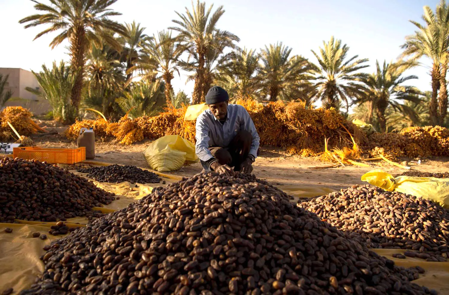 وزارة الفلاحة: المغرب يحتل المرتبة السابعة عالميا في إنتاج التمور