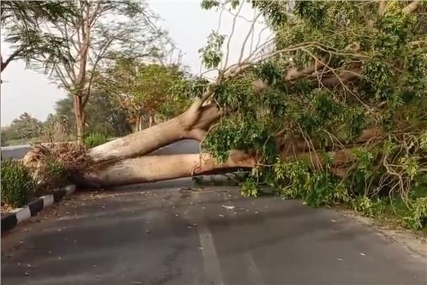 سقوط شجرة يتسبب في إصابة شخص ووالدته بكسور بابن جرير