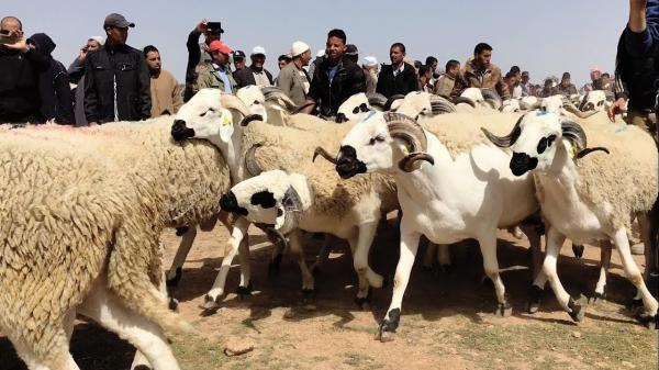 بحث ميداني: 47% من المغاربة يفضلون الأسواق الأسبوعية لشراء أضاحي العيد