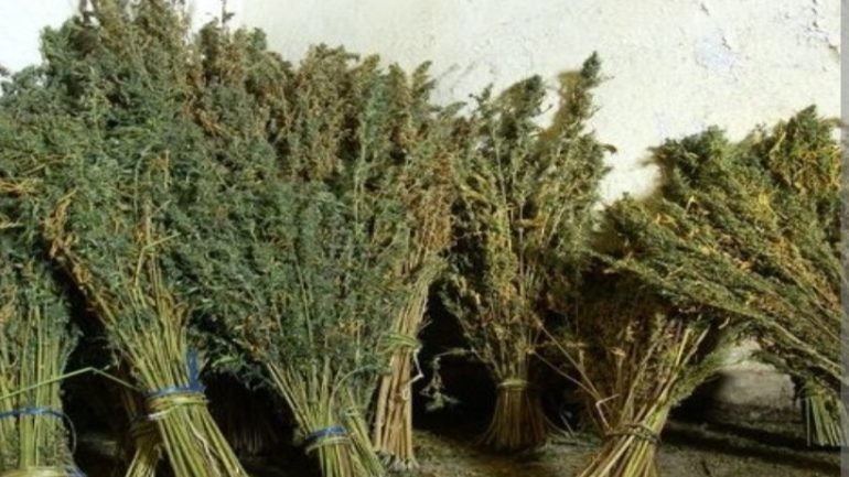 الرحامنة..الدرك الملكي يحجز 35 كلغ من الكيف وطابا خلال توقيف مروجين للمخدرات