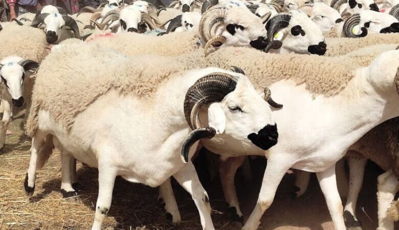 برلمانيون يطالبون بالتحقيق في شبهات تضخيم أعداد القطيع للاستفادة من دعم الماشية