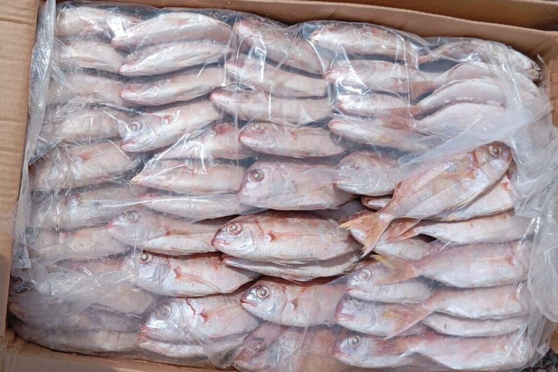 وكيلة الملك أمرت بإتلافها..حجز أكثر من نصف طن من الأسماك الفاسدة الموجهة للاستهلاك بابن جرير