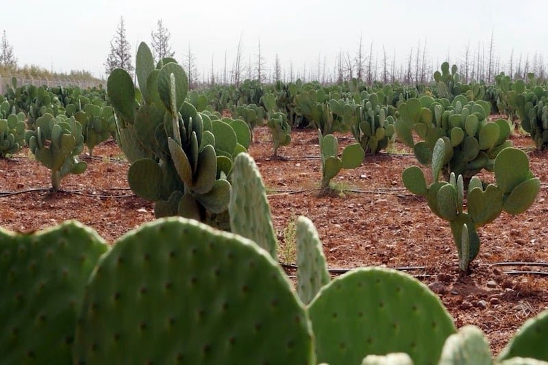 إطلاق غرس 720 هكتارا من الصبار المقاوم للحشرة القرمزية بإقليم خريبكة