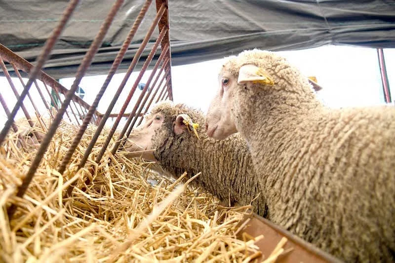 فرق معارضة تطالب بلجنة نيابية لتقصي الحقائق في دعم المواشي