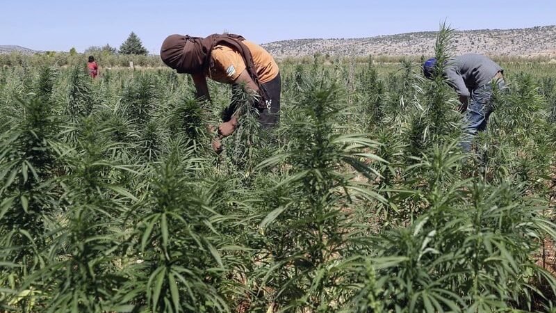 إصدار أول دليل قانوني وعملي حول القنب الهندي بالمغرب