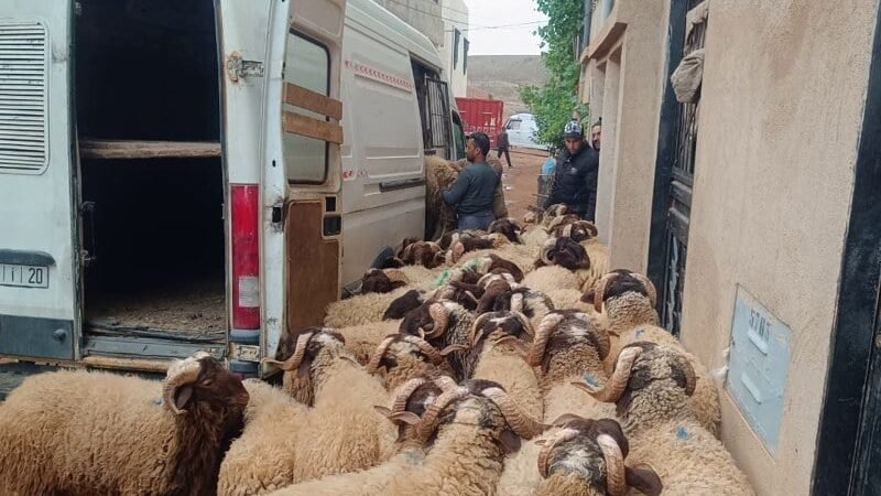 حملة صارمة لمنع بيع الأضاحي..البلدية تغلق سوق البهائم والسلطة تحجز 213 رأسا من الأغنام بابن جرير