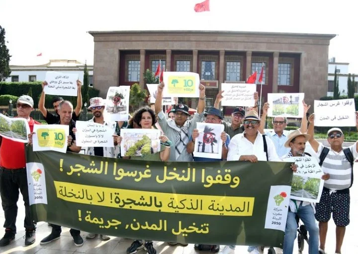 منتخبون وجمعويون يطالبون بوقف غرس النخيل الرومي وتعويضه بأشجار مظللة بالمحمدية