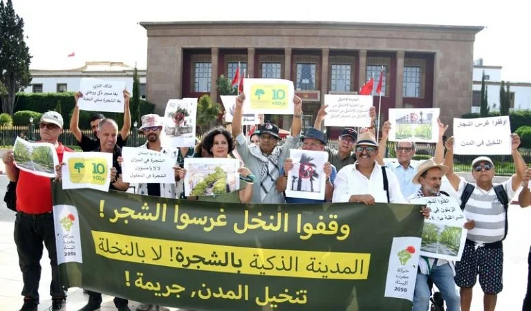 منتخبون وجمعويون يطالبون بوقف غرس النخيل الرومي وتعويضه بأشجار مظللة بالمحمدية