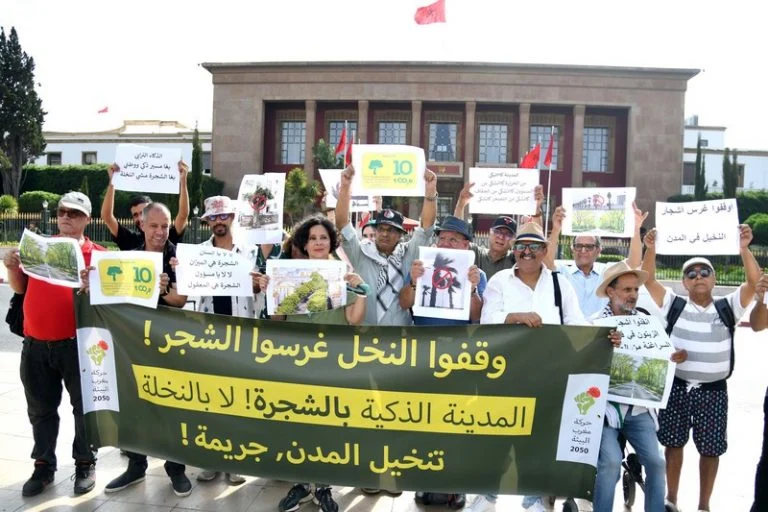منتخبون وجمعويون يطالبون بوقف غرس النخيل الرومي وتعويضه بأشجار مظللة بالمحمدية