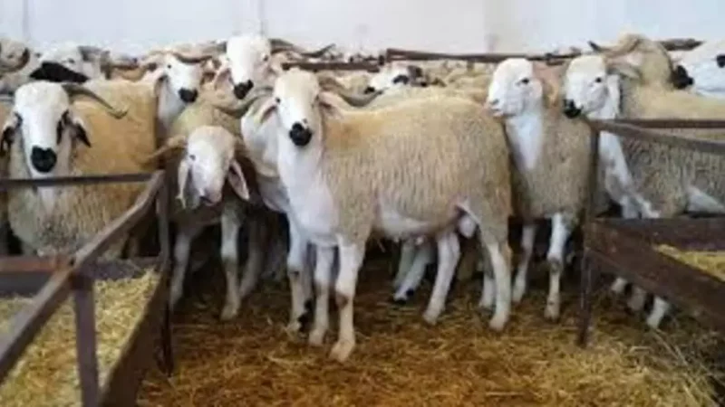 انطلاق صرف الدعم المباشر لمربي الماشية