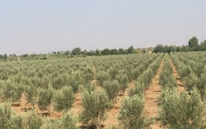 المستثمرون في الفلاحة يطالبون بتسهيل المساطر الإدارية بقلعة السراغنة