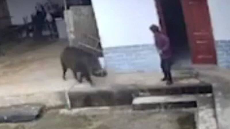 خنزير يهاجم امرأة مسنة بالرحامنة