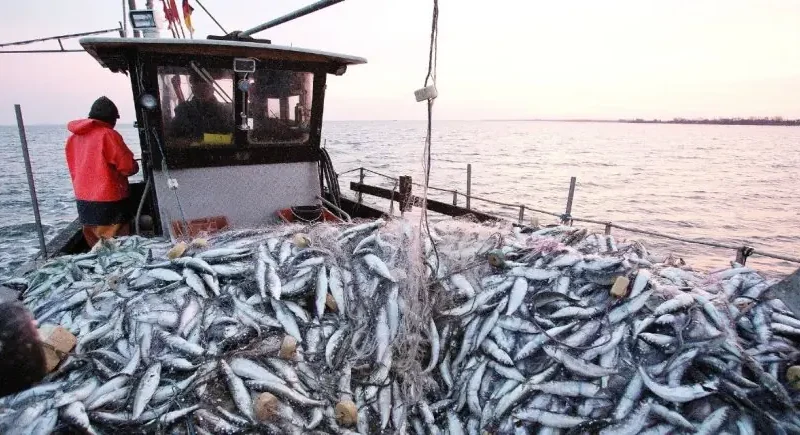 مفرغات الصيد ترتفع بالموانئ المتوسطية