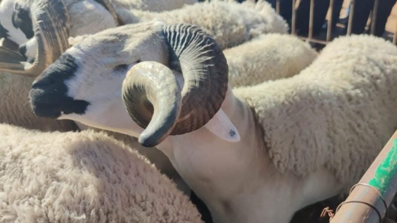 عامل قلعة السراغنة يوزع الفحول بجماعة الفرائطة