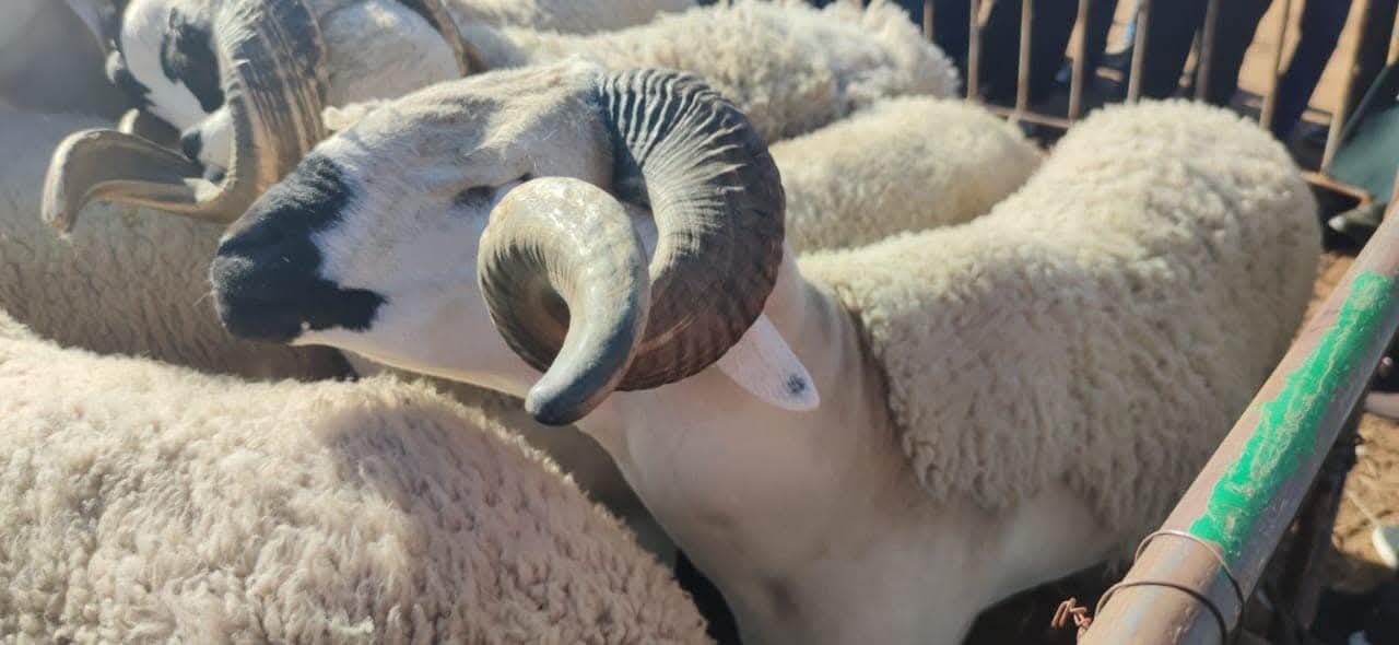 عامل قلعة السراغنة يوزع الفحول بجماعة الفرائطة