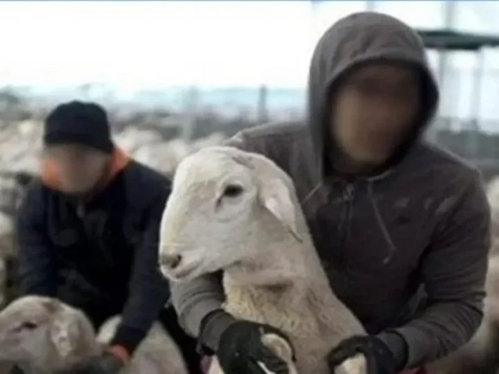 “فراقشية” يسطون على حظيرة أغنام ضواحي ابن جرير