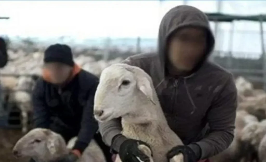 “فراقشية” يسطون على حظيرة أغنام ضواحي ابن جرير