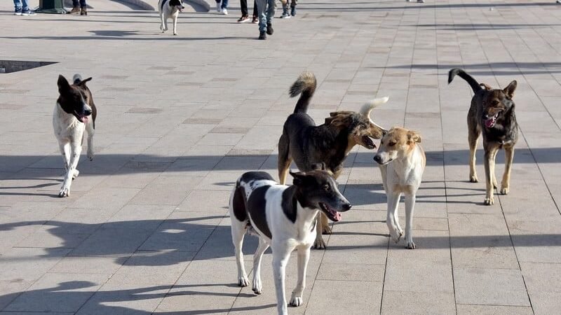 وزارة الداخلية تدعم الجماعات بـ26 مليارا لإيواء الحيوانات الضالة