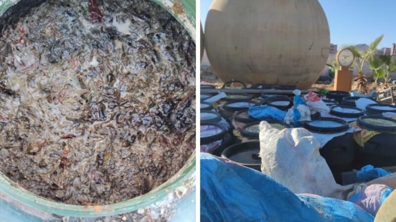 تشميع مصنع مصبرات وإتلاف 500 برميل من المواد الغذائية الفاسدة بقلعة السراغنة