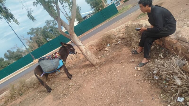 ياباني يصل إلى قلعة السراغنة في رحلة حول العالم  على ظهر حمار