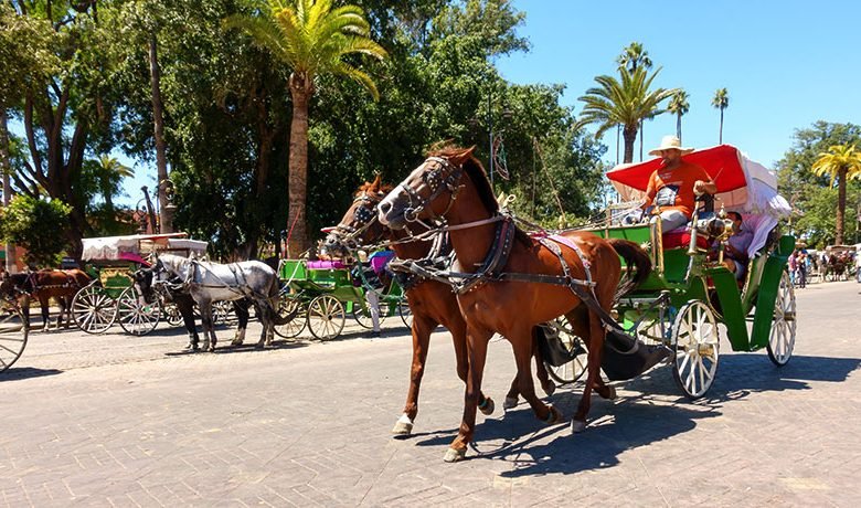 سائقو “الكوتشي” يستفيدون من دورة تكوينية بمراكش