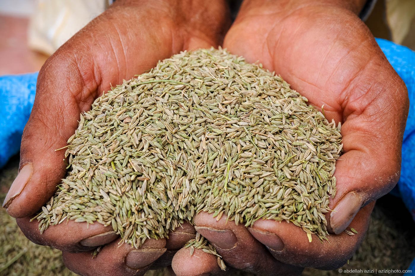 التساقطات المطرية تنعش آمال مزارعي الكمون بالسراغنة والرحامنة