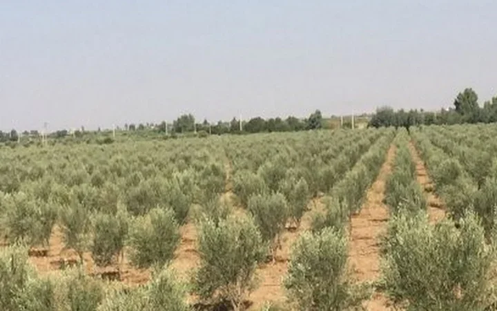 فلاحو قلعة السراغنة يشتكون الحرمان من شواهد التصرف