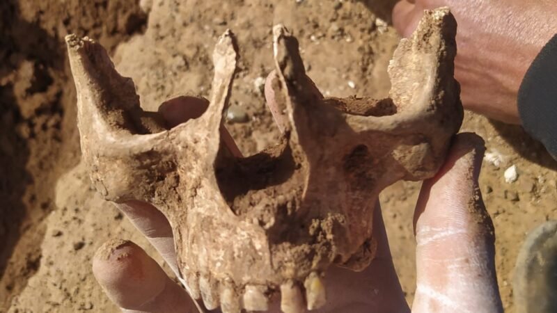 العثور على عظام بشرية يستنفر سلطات رأس عين الرحامنة ـصور