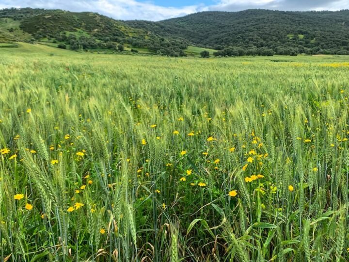 مديرية: الظروف المناخية الاستثنائية تبشر بموسم فلاحي أفضل