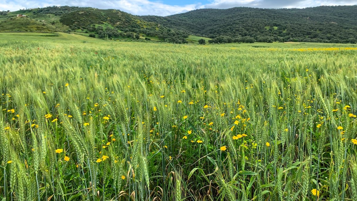 مديرية: الظروف المناخية الاستثنائية تبشر بموسم فلاحي أفضل