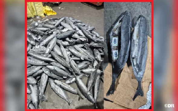 إحباط محاولة تهريب حوالي 4 أطنان من الحشيش بميناء طنجة المتوسط