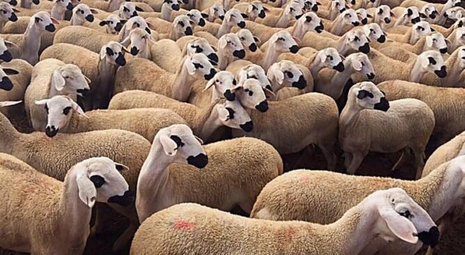 إعادة تكوين القطيع الوطني..إطلاق المراقبة وصرف الشطر الثاني من الدعم