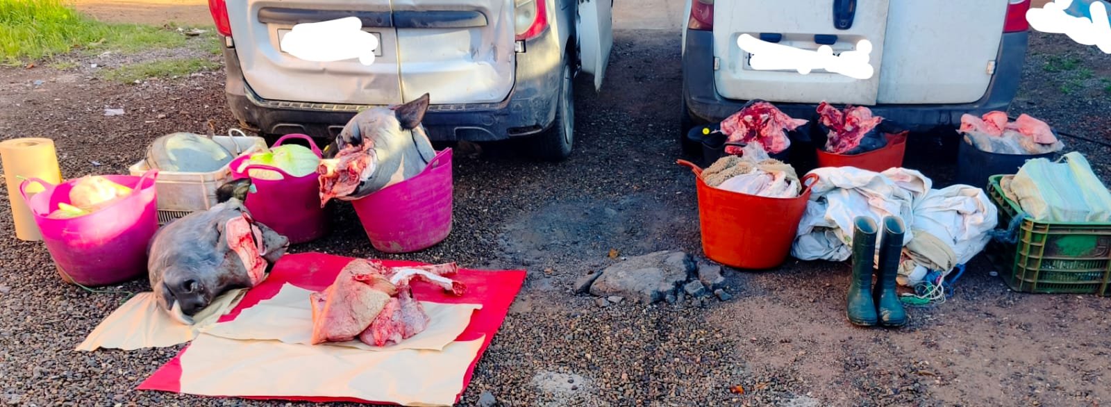 الدرك يوقف 3 أشخاص بحوزتهم 330 كلغ من اللحوم الفاسدة بالرحامنة