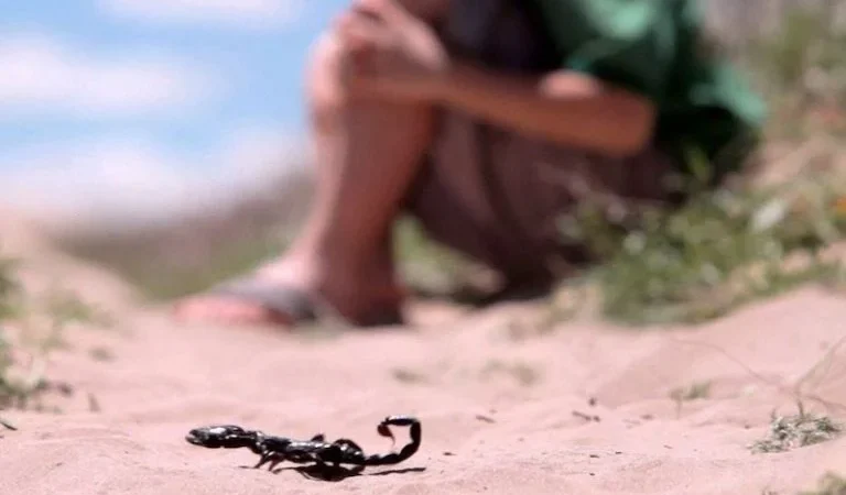 لسعة عقرب تودي بحياة طفلة بالسراغنة