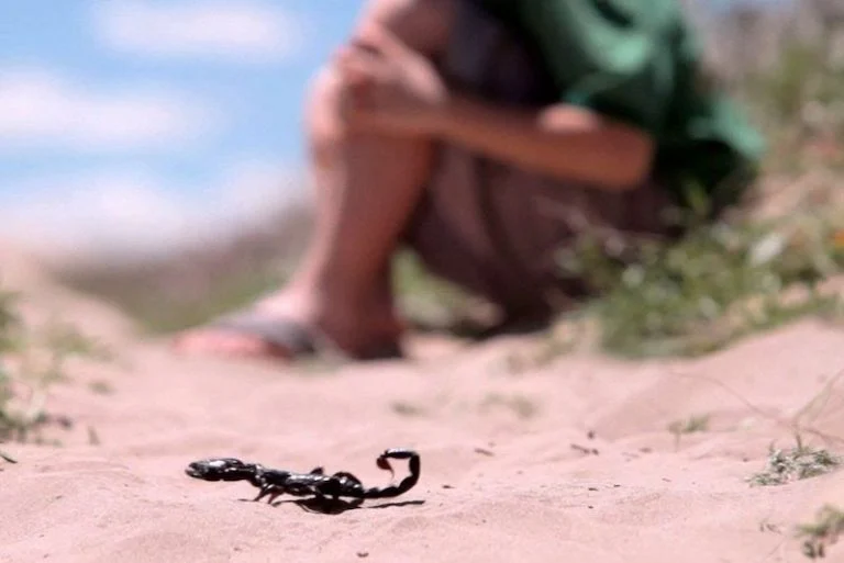 لسعة عقرب تودي بحياة طفلة بالسراغنة