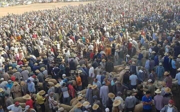 إجراءات صارمة ضد “الشنّاقة” لمنع ارتفاع أسعار اللحوم بقلعة السراغنة