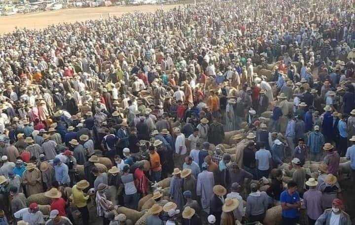 إجراءات صارمة ضد “الشنّاقة” لمنع ارتفاع أسعار اللحوم بقلعة السراغنة