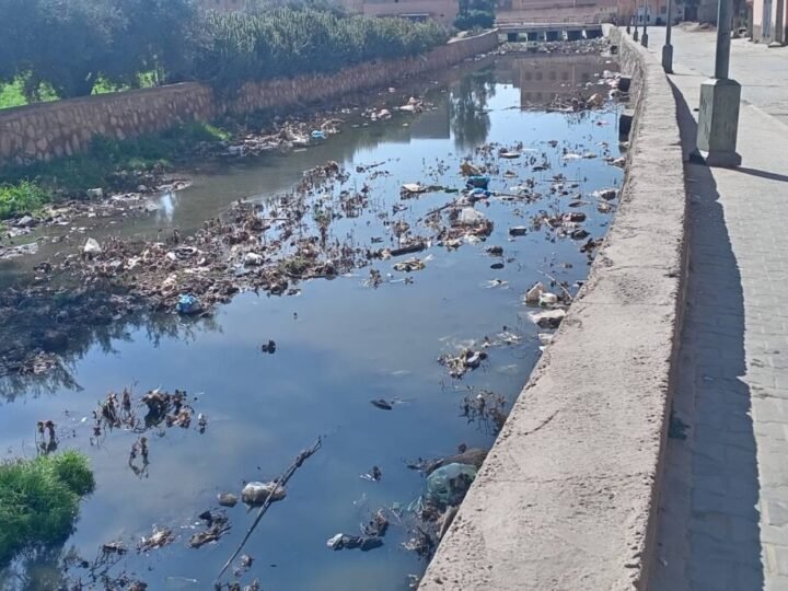 الحشرات تجتاح ابن جرير وضواحيها