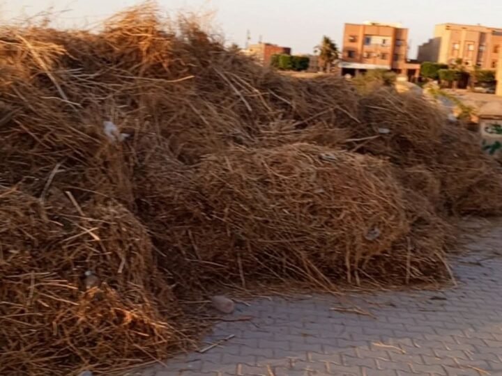 جمعويون يحذرون من تحوّل الأعشاب إلى أوكار للحشرات السامة بجوار مقبرة ابن جرير