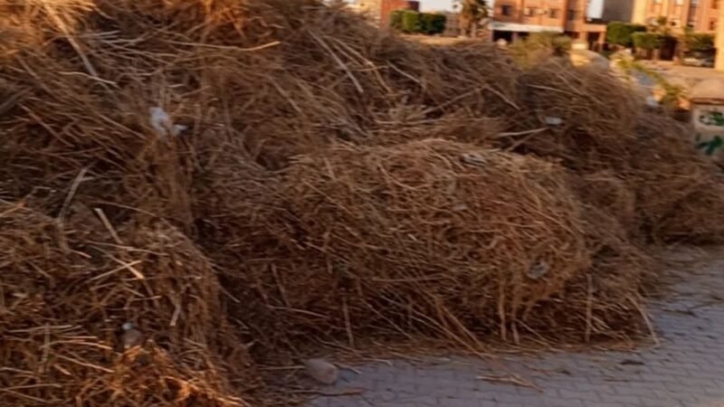 جمعويون يحذرون من تحوّل الأعشاب إلى أوكار للحشرات السامة بجوار مقبرة ابن جرير