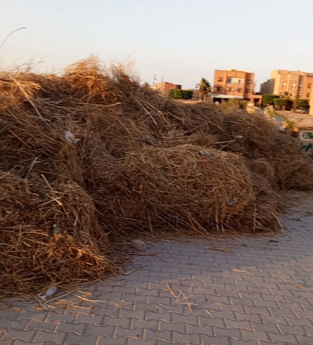جمعويون يحذرون من تحوّل الأعشاب إلى أوكار للحشرات السامة بجوار مقبرة ابن جرير